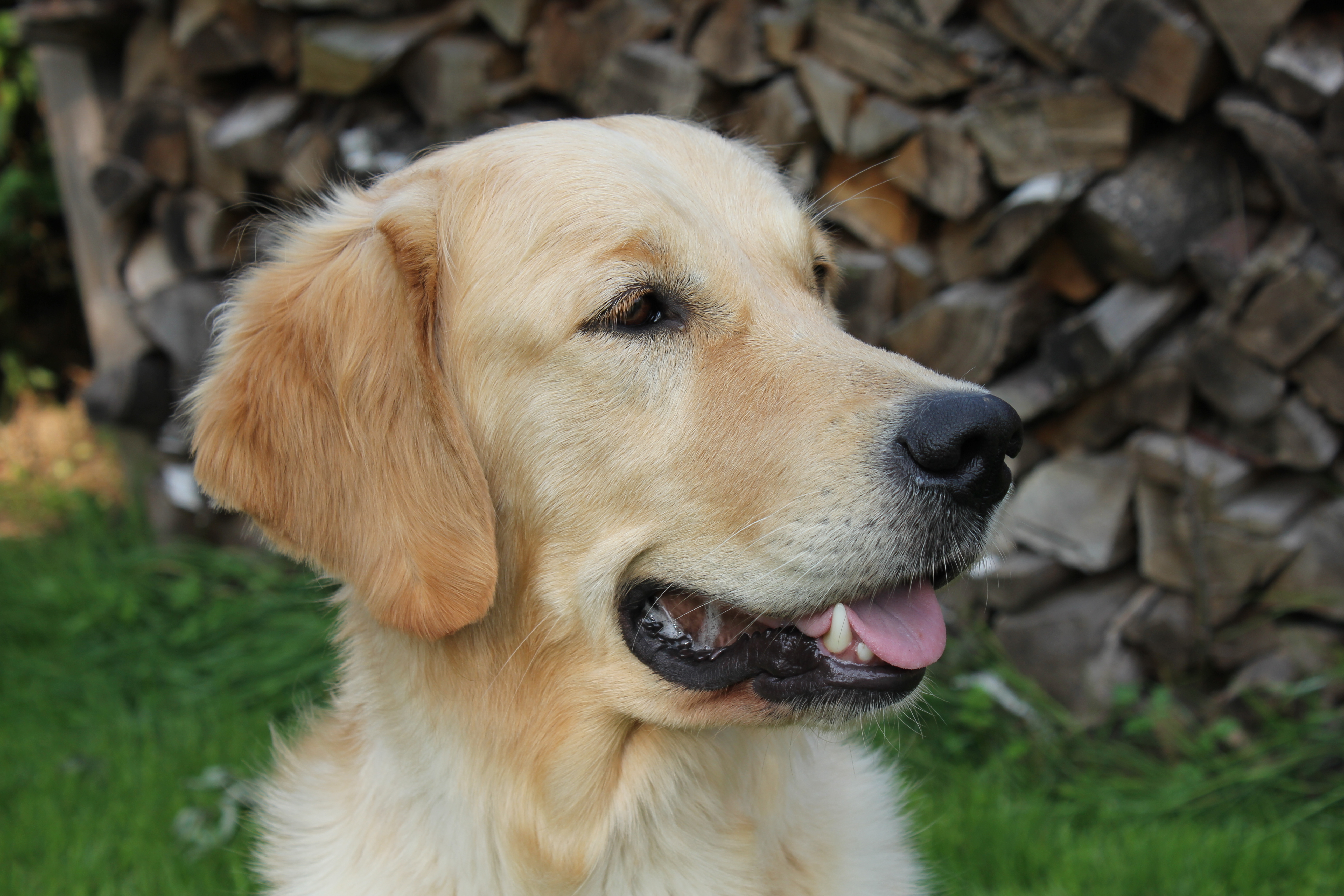 Lucy Of The Hunters Best Friend "Lucy"